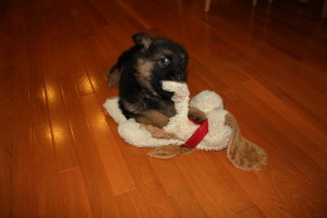 Which is bigger? Dog or toy.