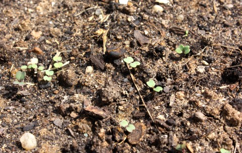 arugula sprouts