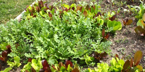 My first arugula crop