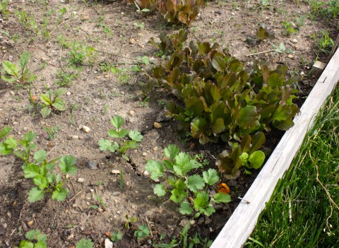 Blue Kale and May Queen lettuce