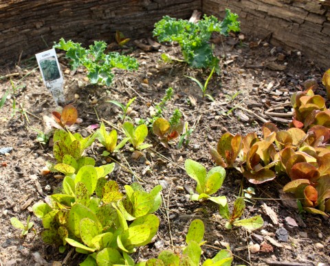 Kale and two types of heirloom lettuce