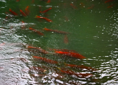 red salmon in their spawning grounds