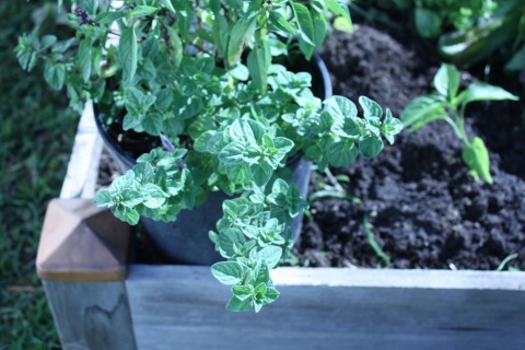 fresh oregano in my garden