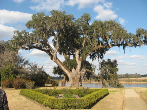 A massive Charleston oak tree.