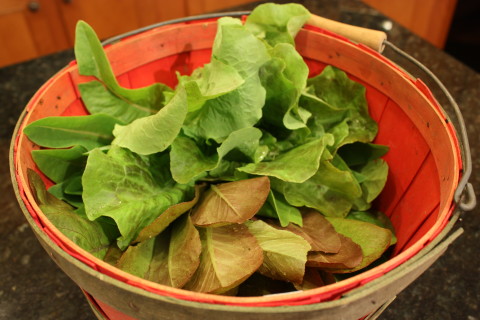 Early spring lettuce form last year.