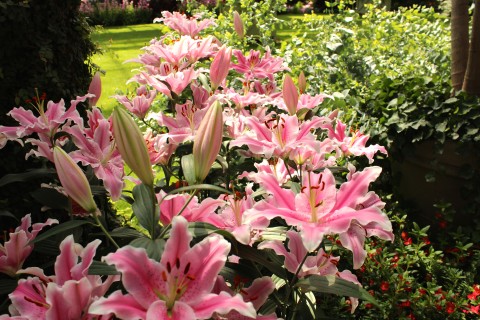 Lovely Longwood lilies.