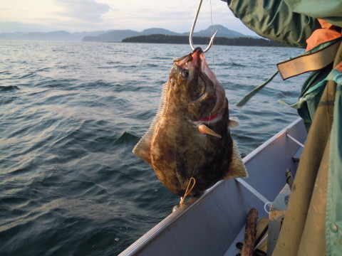 a nice halibut