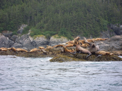 Sea lion haul out spot.