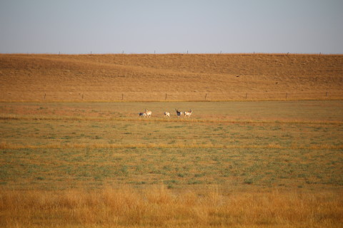 Curious antelope