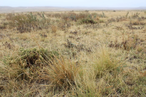 Colorado short grass prairie