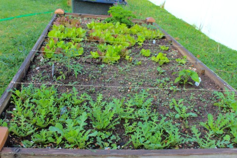 A raised bed with Arugula and other greens